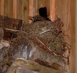 Blackbird sitting in its nest on top of the woodpile