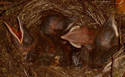Baby blackbirds in a heap in a nest